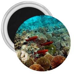 Coral Garden 1 3  Magnets by trendistuff