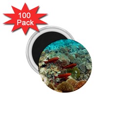 Coral Garden 1 1 75  Magnets (100 Pack)  by trendistuff