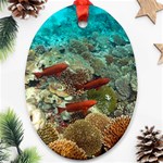 CORAL GARDEN 1 Oval Ornament (Two Sides) Front