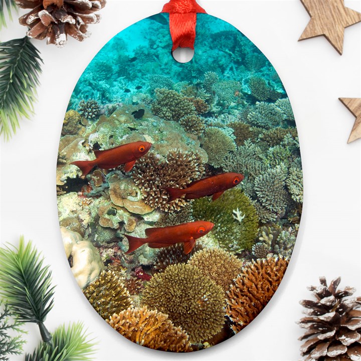 CORAL GARDEN 1 Oval Ornament (Two Sides)