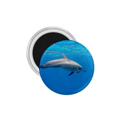 Dolphin 3 1 75  Magnets by trendistuff