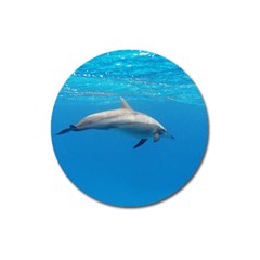 Dolphin 3 Magnet 3  (round) by trendistuff