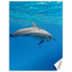 Dolphin 3 Canvas 12  X 16   by trendistuff