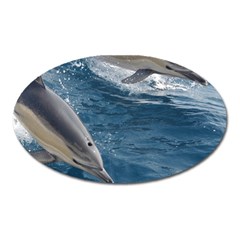 Dolphin 4 Oval Magnet by trendistuff