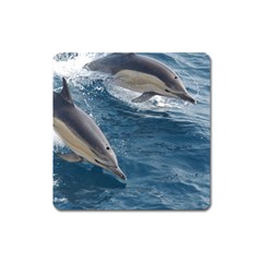 Dolphin 4 Square Magnet by trendistuff