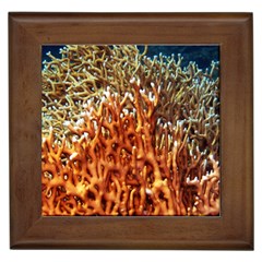 Fire Coral 1 Framed Tiles by trendistuff