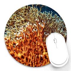 Fire Coral 1 Round Mousepads by trendistuff