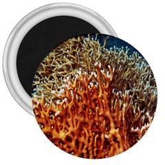 Fire Coral 1 3  Magnets by trendistuff