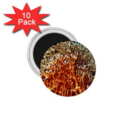 Fire Coral 1 1 75  Magnets (10 Pack)  by trendistuff