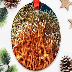 Fire Coral 1 Oval Ornament (two Sides) by trendistuff