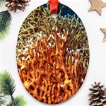 FIRE CORAL 1 Oval Ornament (Two Sides) Front