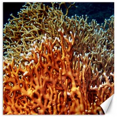 Fire Coral 1 Canvas 12  X 12   by trendistuff