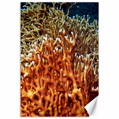 Fire Coral 1 Canvas 12  X 18   by trendistuff