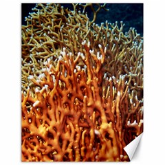 Fire Coral 1 Canvas 18  X 24   by trendistuff