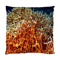 Fire Coral 1 Standard Cushion Case (two Sides) by trendistuff