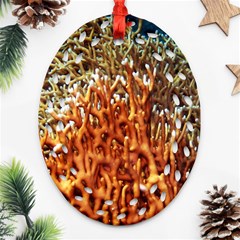 Fire Coral 1 Ornament (oval Filigree) by trendistuff