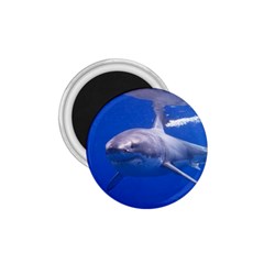 Great White Shark 4 1 75  Magnets by trendistuff