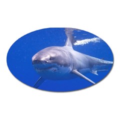 Great White Shark 4 Oval Magnet by trendistuff