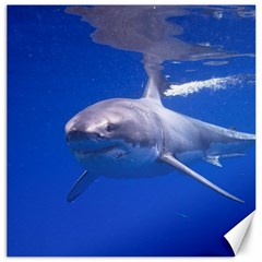 Great White Shark 4 Canvas 20  X 20   by trendistuff