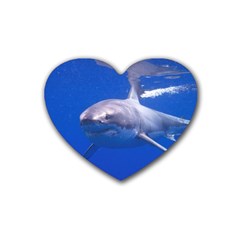 Great White Shark 4 Heart Coaster (4 Pack)  by trendistuff