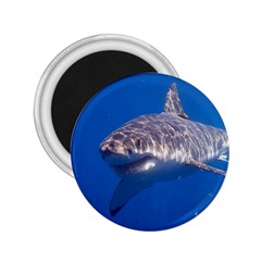 Great White Shark 5 2 25  Magnets by trendistuff