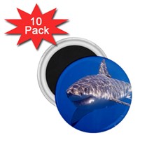 GREAT WHITE SHARK 5 1.75  Magnets (10 pack) 