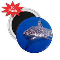 Great White Shark 5 2 25  Magnets (10 Pack)  by trendistuff