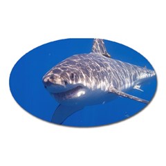 Great White Shark 5 Oval Magnet by trendistuff