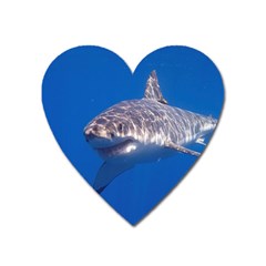 GREAT WHITE SHARK 5 Heart Magnet