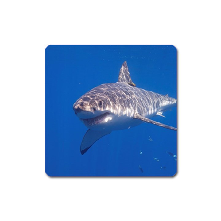 GREAT WHITE SHARK 5 Square Magnet