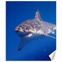 GREAT WHITE SHARK 5 Canvas 8  x 10 