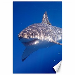 GREAT WHITE SHARK 5 Canvas 12  x 18  