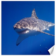 GREAT WHITE SHARK 5 Canvas 16  x 16  