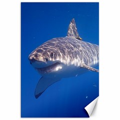 GREAT WHITE SHARK 5 Canvas 20  x 30  