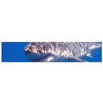 GREAT WHITE SHARK 5 Small Flano Scarf Front