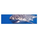 GREAT WHITE SHARK 5 Satin Scarf (Oblong) Front