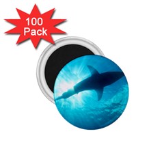 Great White Shark 6 1 75  Magnets (100 Pack)  by trendistuff