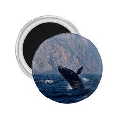 Humpback 1 2 25  Magnets by trendistuff