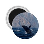 HUMPBACK 1 2.25  Magnets