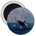 HUMPBACK 1 3  Magnets