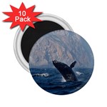 HUMPBACK 1 2.25  Magnets (10 pack) 