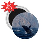 HUMPBACK 1 2.25  Magnets (100 pack) 