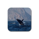 HUMPBACK 1 Rubber Coaster (Square) 