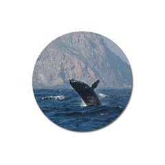 Humpback 1 Magnet 3  (round) by trendistuff