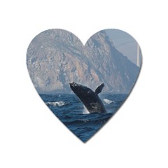 Humpback 1 Heart Magnet