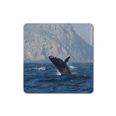 Humpback 1 Square Magnet by trendistuff