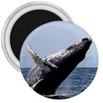 HUMPBACK 2 3  Magnets