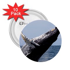 Humpback 2 2 25  Buttons (10 Pack)  by trendistuff