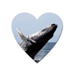 HUMPBACK 2 Heart Magnet