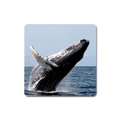 Humpback 2 Square Magnet by trendistuff